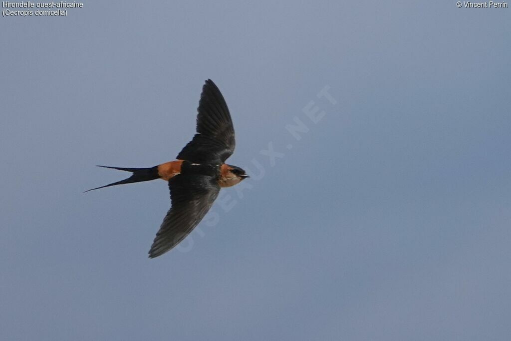 West African Swallow