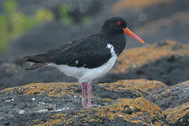 Pied Oystercatcher