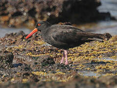 Sooty Oystercatcher