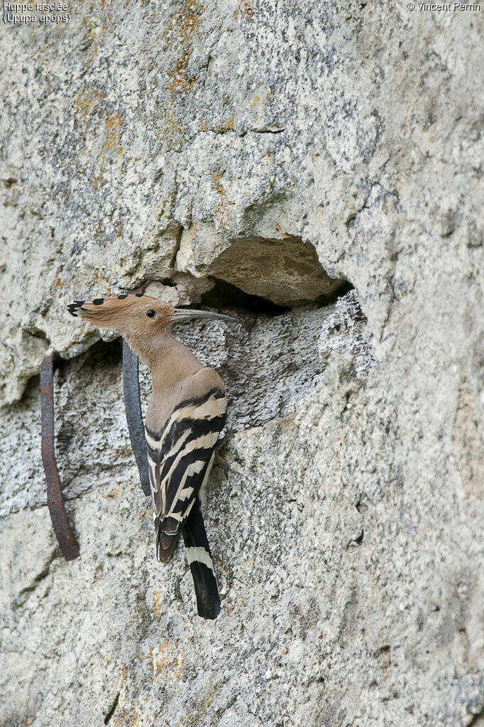 Eurasian Hoopoeadult, Reproduction-nesting