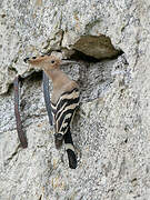 Eurasian Hoopoe