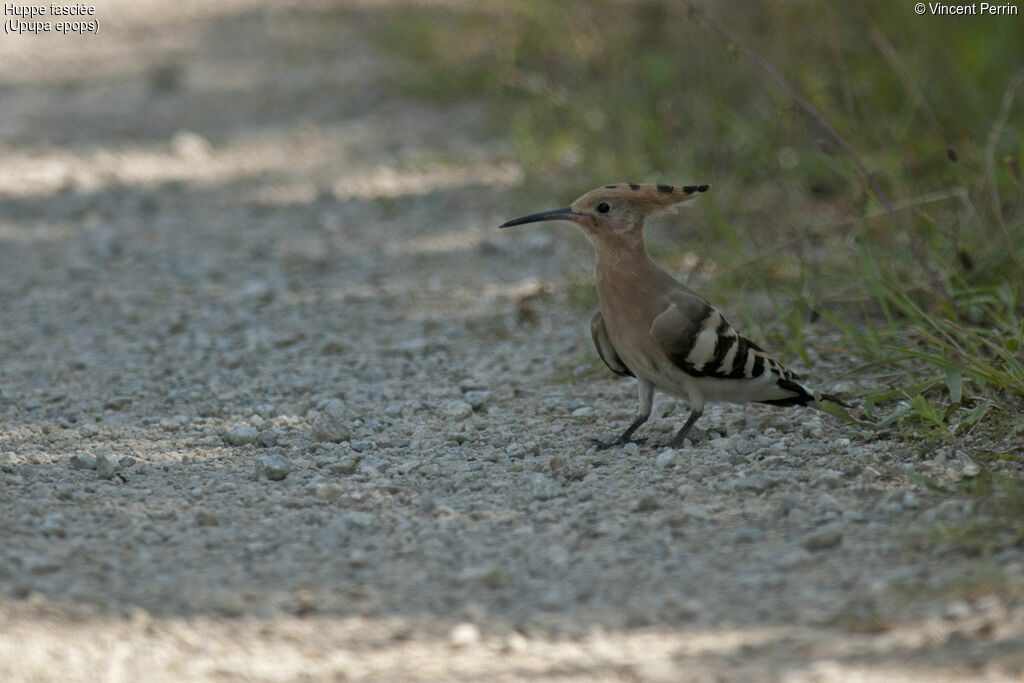 Huppe fasciéeadulte