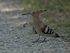 Eurasian Hoopoe