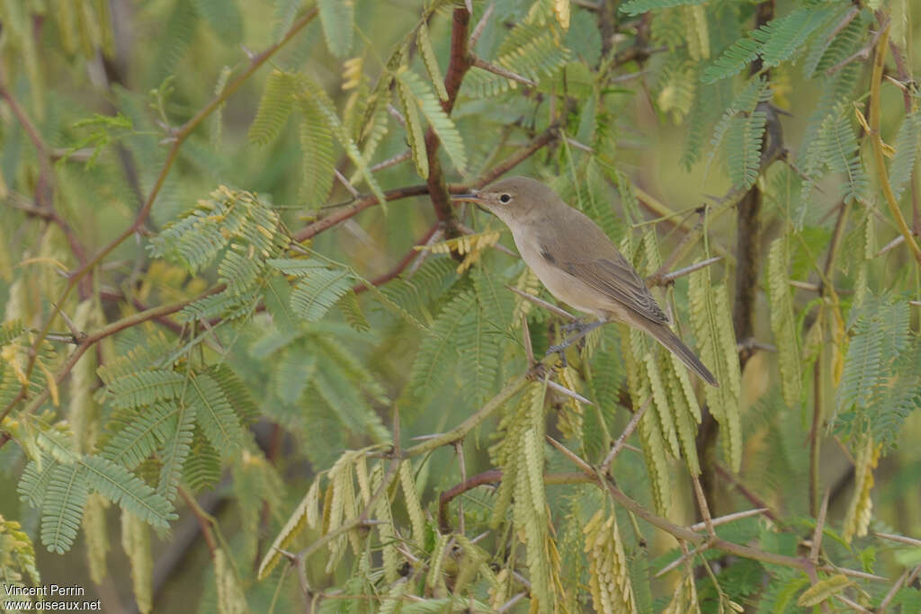 Western Olivaceous Warbler, habitat, pigmentation