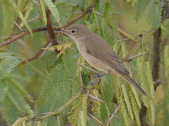 Western Olivaceous Warbler