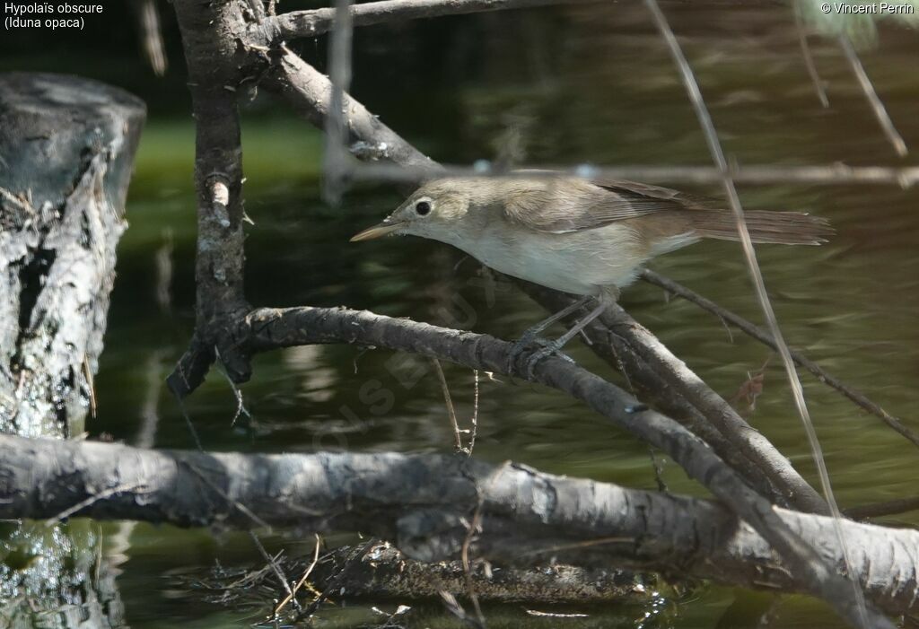 Western Olivaceous Warbler