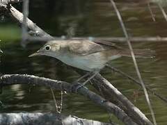 Western Olivaceous Warbler