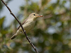 Melodious Warbler