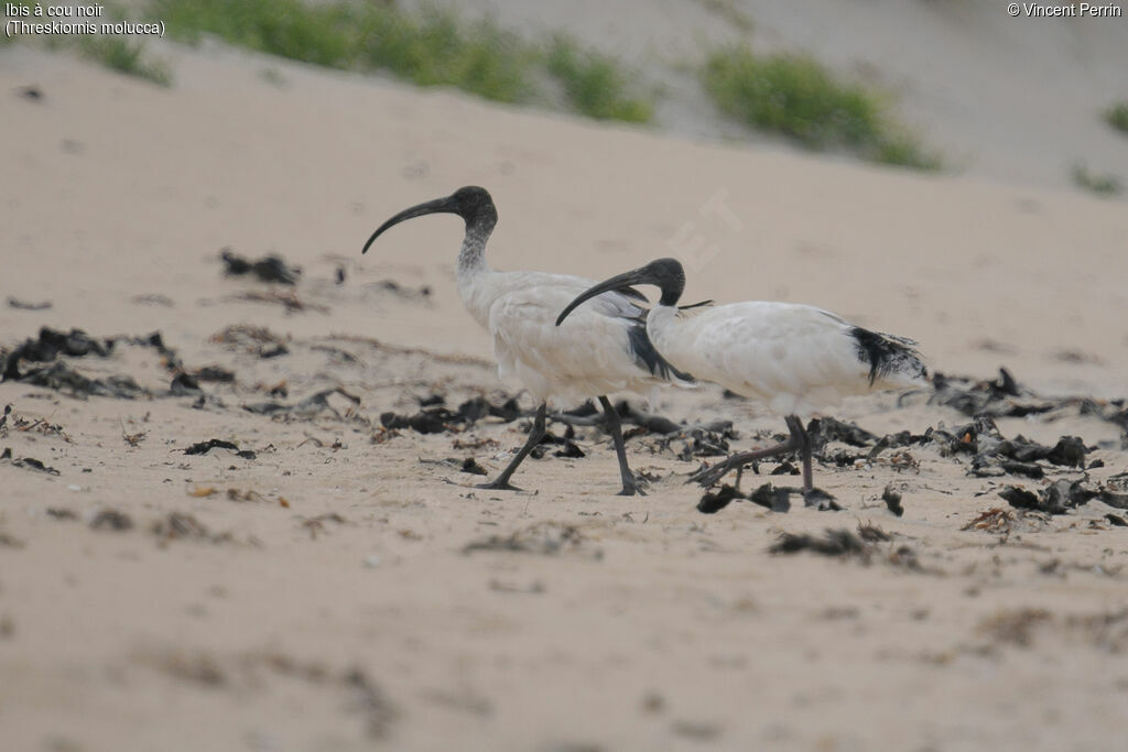 Ibis à cou noir