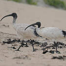 Ibis à cou noir