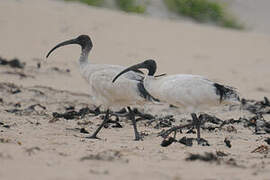 Australian White Ibis