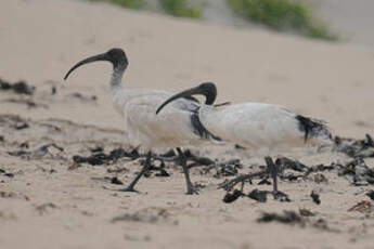 Ibis à cou noir