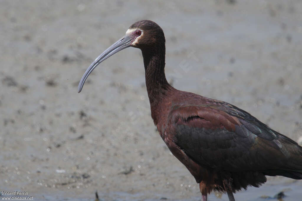 White-faced Ibisadult, close-up portrait