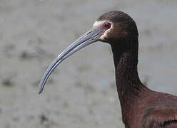 Ibis à face blanche