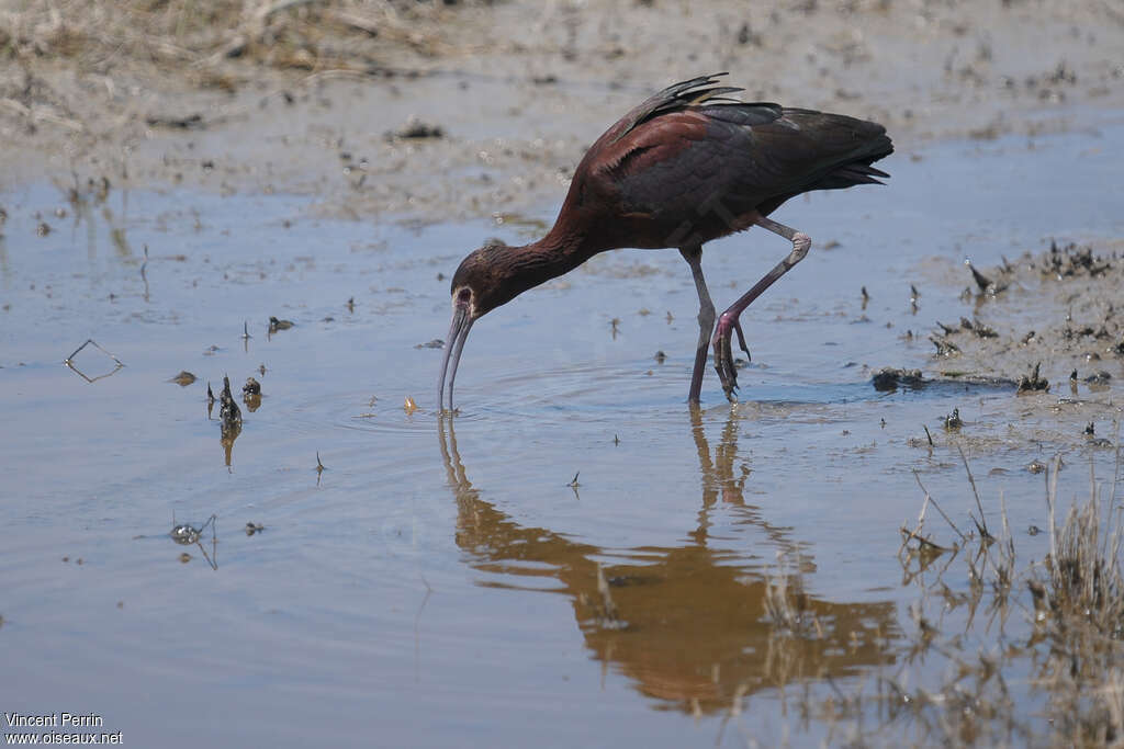 White-faced Ibisadult, identification