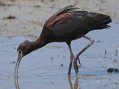 White-faced Ibis