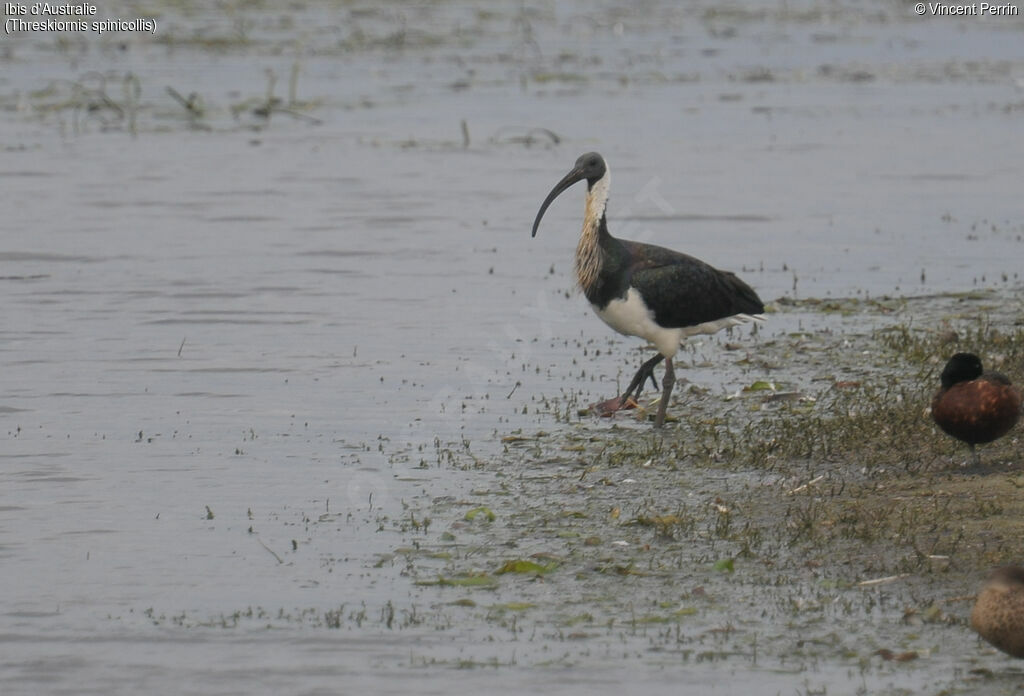 Straw-necked Ibis, eats