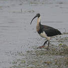 Ibis d'Australie
