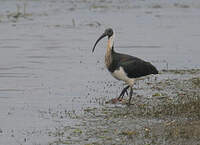 Ibis d'Australie