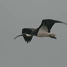 Ibis d'Australie