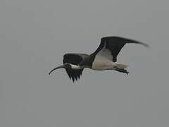 Straw-necked Ibis