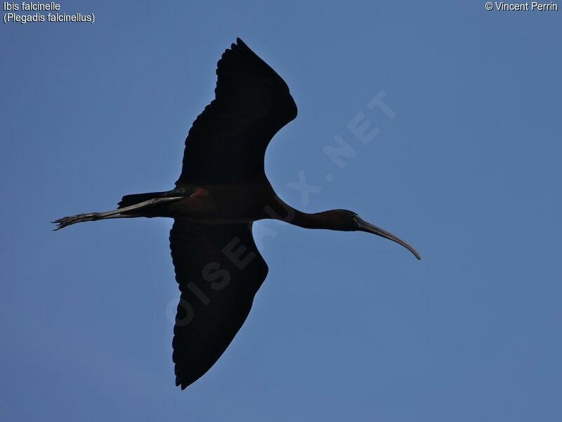 Glossy Ibis, Flight