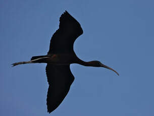 Ibis falcinelle