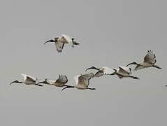 African Sacred Ibis