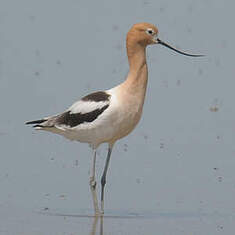 Avocette d'Amérique