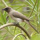 Bulbul des jardins