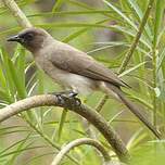 Bulbul des jardins