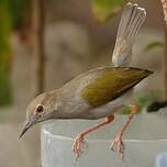 Camaroptère à dos gris