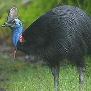 Casuariiformes