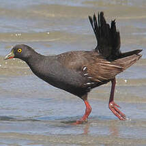 Gallinule aborigène