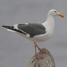 Goéland d'Audubon