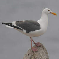 Goéland d'Audubon