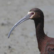 Ibis à face blanche