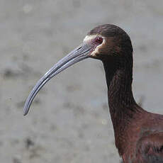 Ibis à face blanche