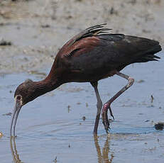 Ibis à face blanche