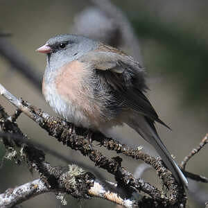 Junco ardoisé