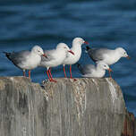 Mouette argentée