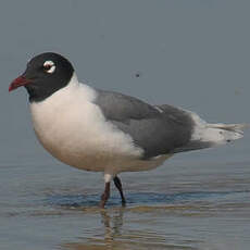 Mouette de Franklin