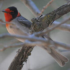 Paruline à face rouge