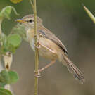 Prinia modeste