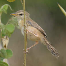 Prinia modeste