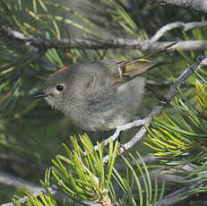 Roitelet à couronne rubis