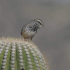 Troglodyte des cactus