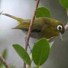 Zostérops à dos vert