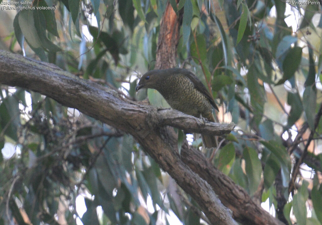 Satin Bowerbird female