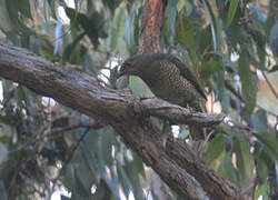 Satin Bowerbird